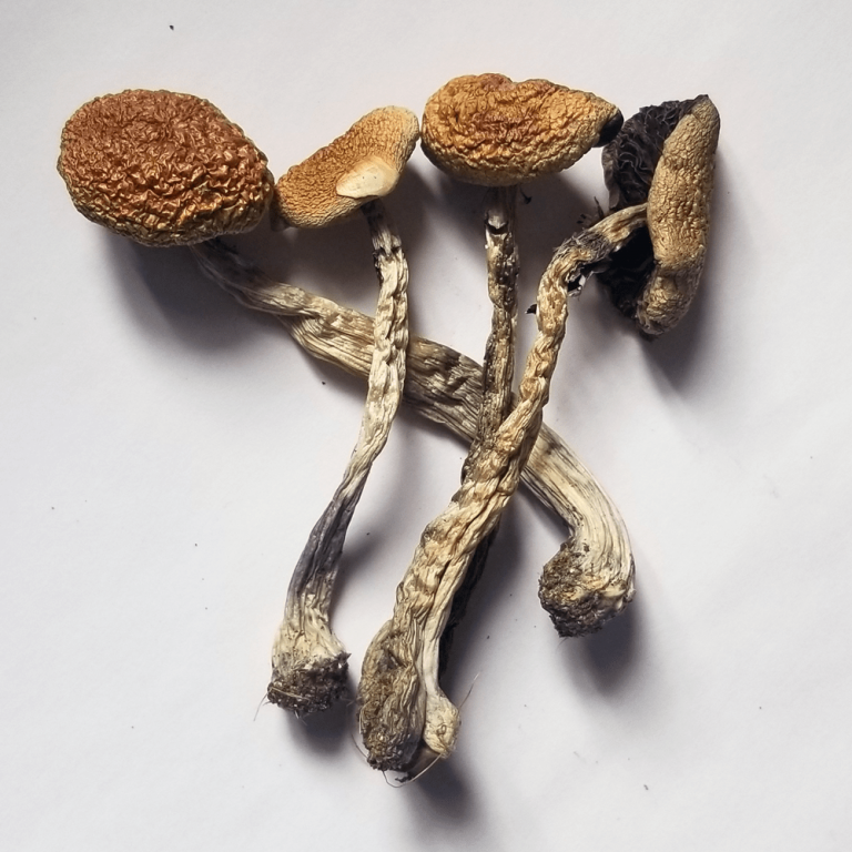 Buy B+ Magic Mushrooms For Sale Denver