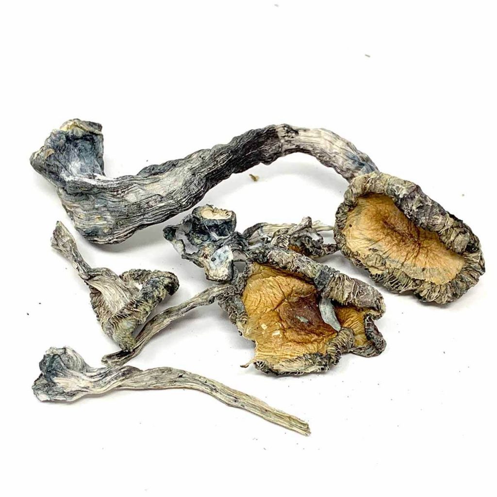 Fashion - Magic Mushroom Dispensary
