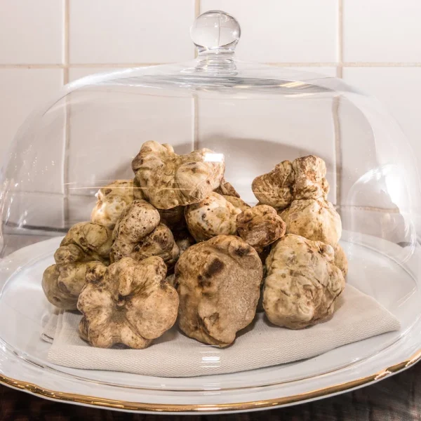 BUY White Truffles (Tuber magnatum)